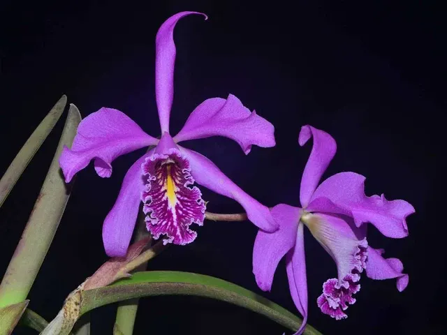 Cattleya maxima x 'Munequita'