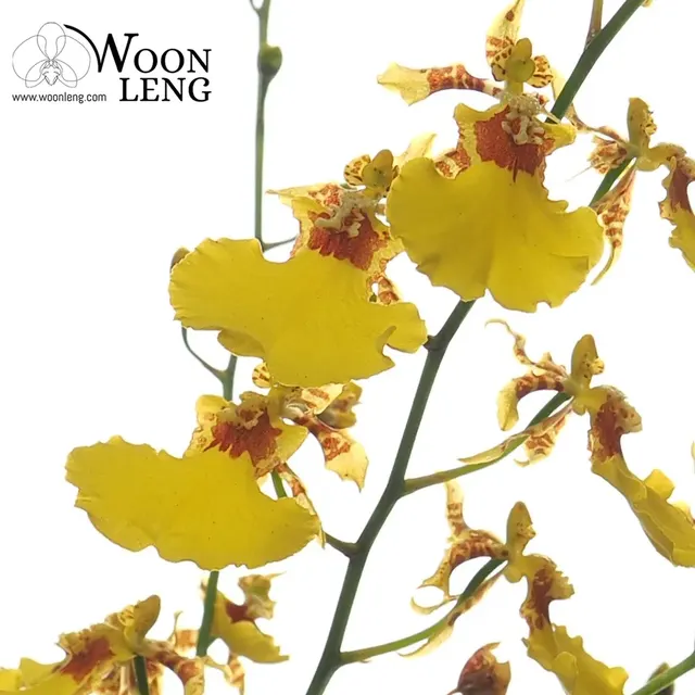 Oncidium Golden Wish, Dancing Lady Orchid (Oncidium)