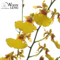 Oncidium Golden Wish, Dancing Lady Orchid