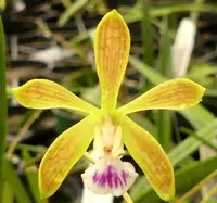 Encyclia tampense.