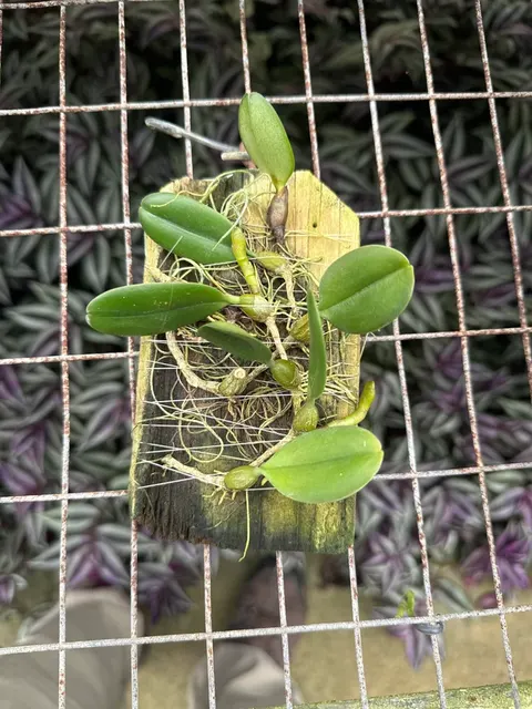 Bulbophyllum surigaense (Bulbophyllum)