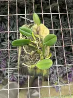 Bulbophyllum surigaense