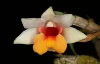 Dendrobium bellatulum