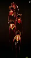 Paphiopedilum WÖSSNER BLACK WINGS (rothschildianum x anitum)