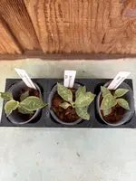JEWEL ORCHID Goodyera kwangtungensis 3 Pack