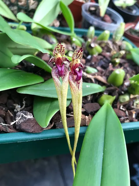 Bulbophyllum ornatissimum