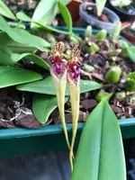 Bulbophyllum ornatissimum ‘Elite’s 1st’