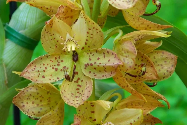 Cycnoches barthiorum