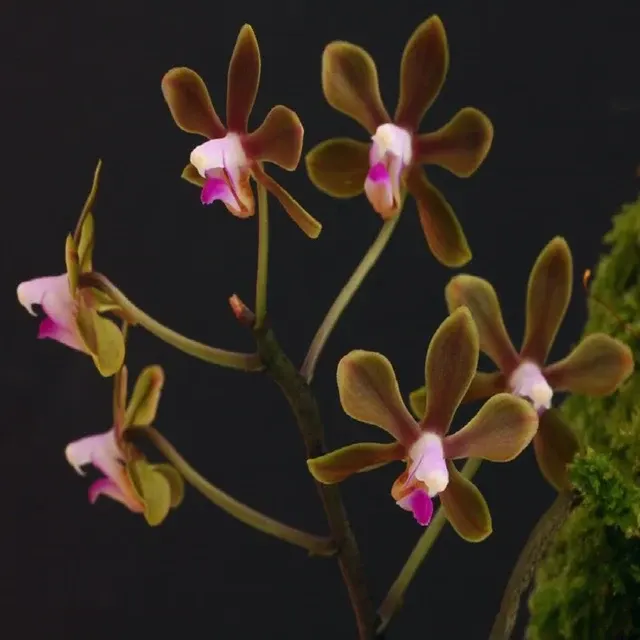 Phalaenopsis hongenensis sp (Phalaenopsis)