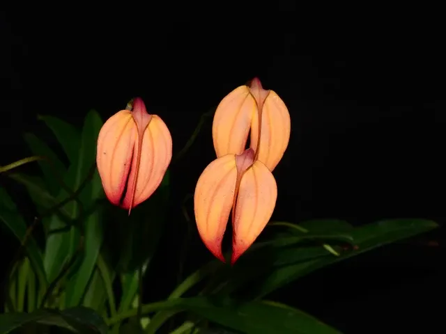 Masdevallia Rubicon (Masdevallia)