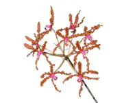 Laelia lueddemannii