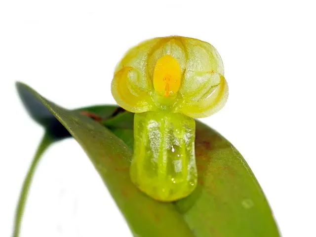 Pleurothallis octavioi (Pleurothallis)