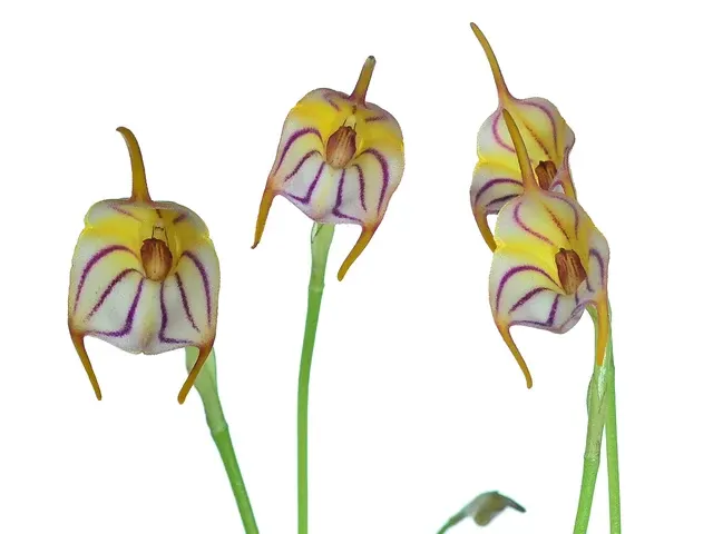 Masdevallia rimarima f pink (Masdevallia)