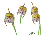 Masdevallia rimarima f. pink