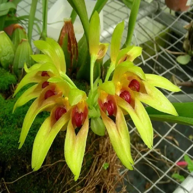Bulbophyllum graveolens sp