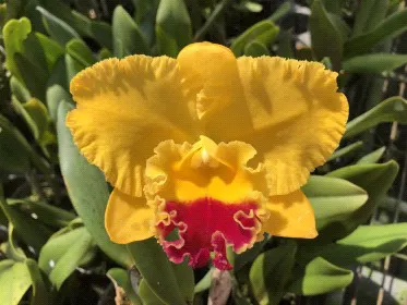 Rhyncholaeliocattleya Hsinying Boy 'Gypsy' (Rhyncholaeliocattleya)