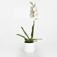 Majestic Orchid