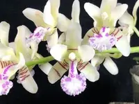 Phal. (Sed.) japonica (SEJ) (Sedirea - - japonica ) Sed.=Sedirea