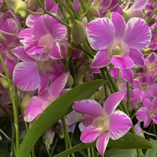 Dendrobium Walter Oumae x Waipahu (Dendrobium)