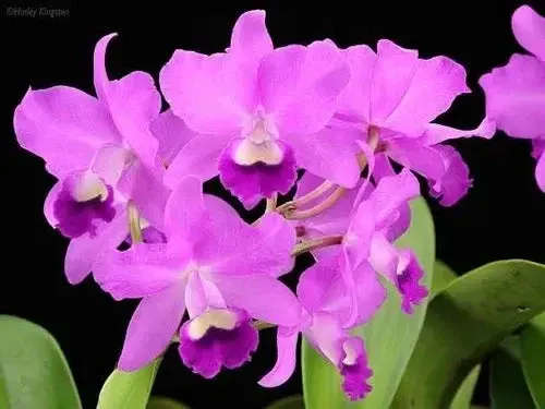 Cattleya bowringiana 'Cannizzaro'