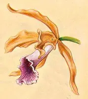 Laelia tenebrosa — Jungpflanze