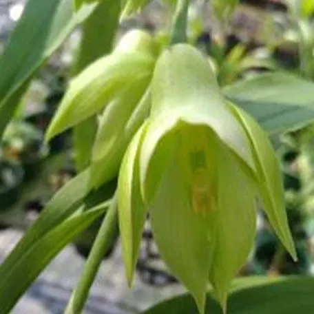 Catasetum × wendlingeri 'Jumbo' (Catasetum)