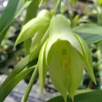 Catasetum × wendlingeri 'Jumbo' 2.5" — Unrooted Import