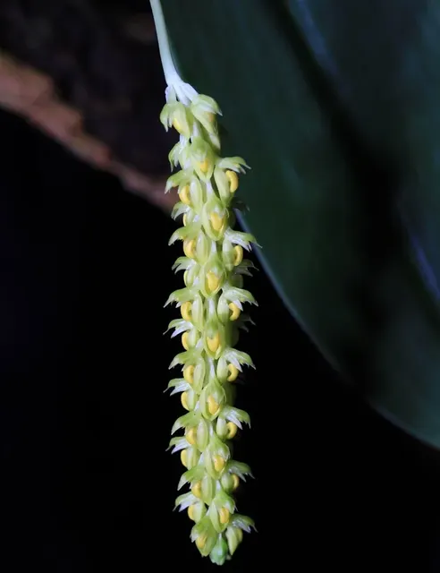 Bulbophyllum cariniflorum 'orlovii' (Bulbophyllum)