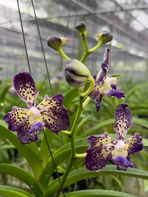 Vanda Johanna Ljunggren (Vanda)