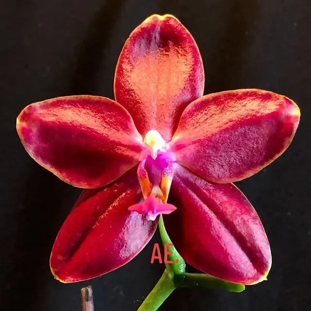 Phalaenopsis Miki Peoker Girl - Flori Cerate Parfumate '750'