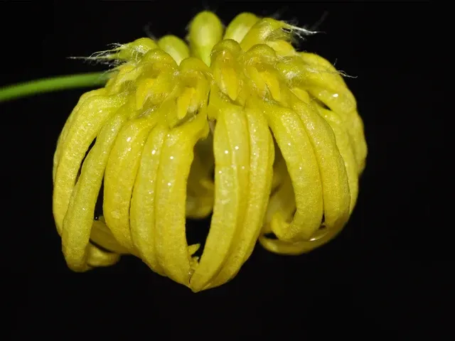 Bulbophyllum auratum f flava (Bulbophyllum)