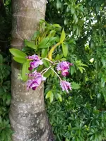 Schomburgkia exaltata Orchid - Tropical Bare Root Plant with Large Vibrant Blooms - Stunning Flowering Orchid for Gardeners