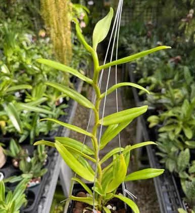 Angraecum florulentum x sib (Angraecum)