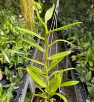 Angraecum florulentum x sib