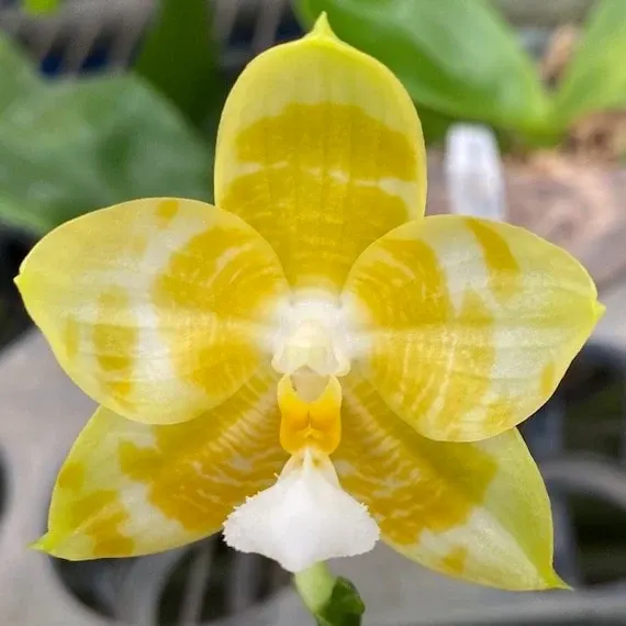 Phalaenopsis Yaphon Love Song 'MY#2'