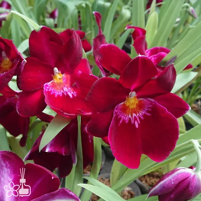Miltonia Jean Sabourin