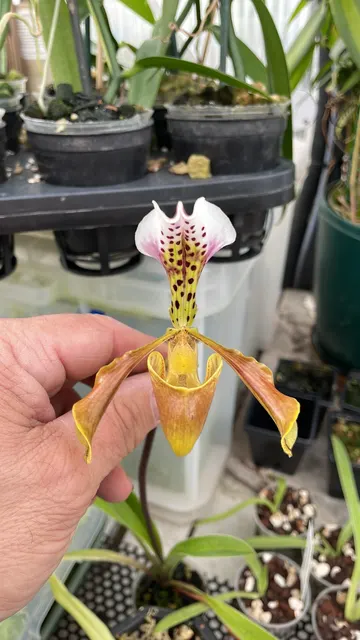 Paphiopedilum gratrixianum var christensonianum (Paphiopedilum)