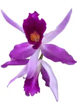 Laeliocattleya Edissa