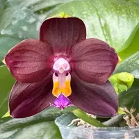 MO477 Phalaenopsis Mituo Obsidian 'Blue-Black Tide'