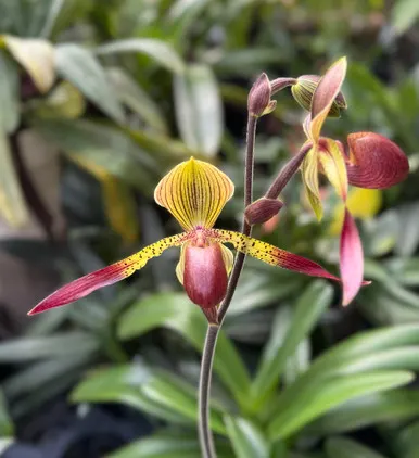 Paphiopedilum Julius 'Wilbur' (Paphiopedilum)