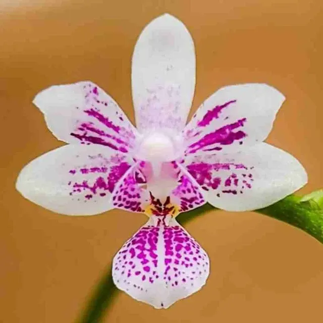Phalaenopsis deliciosum (Phalaenopsis)