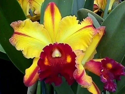 Rhyncholaeliocattleya Toshi Aoki AM/AOS 'Pizzaz' (Rhyncholaeliocattleya)