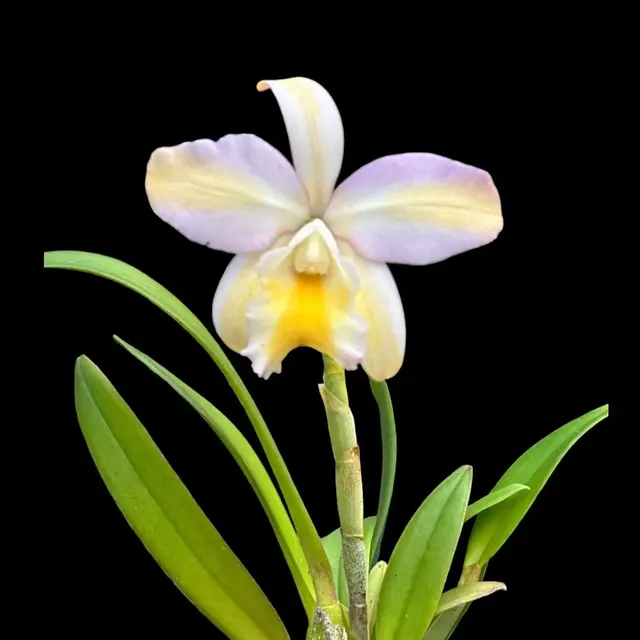 Rhyncattleanthe Mikawa Crystal (Rhyncattleanthe)