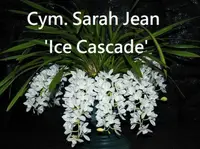 Cym. Sarah Jean 'Ice Cascade' CCM/AOS (MCYM 5) (Hybrid)