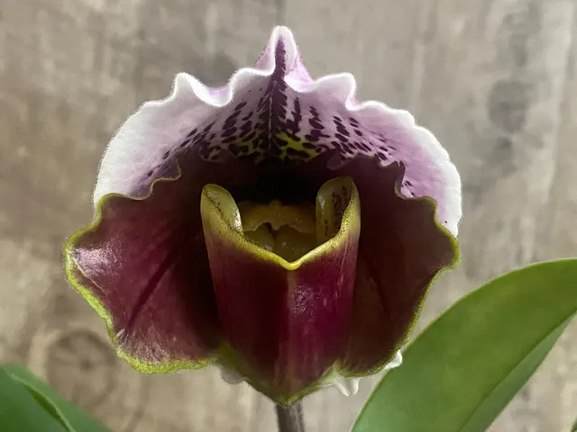 Paphiopedilum California Girl 'Free Spirit' x Aladdin 'Open Sesame'