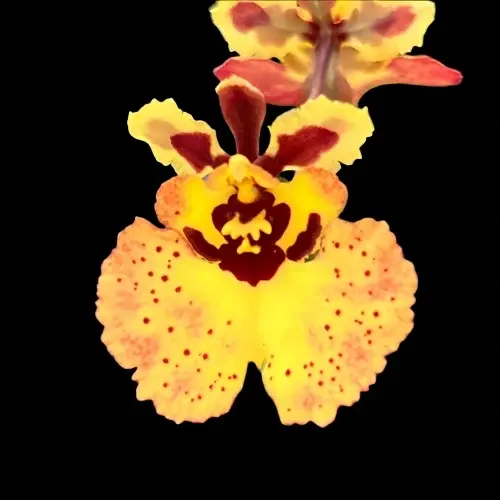 Tolumnia William Thurston x Jairak Firm Yellow