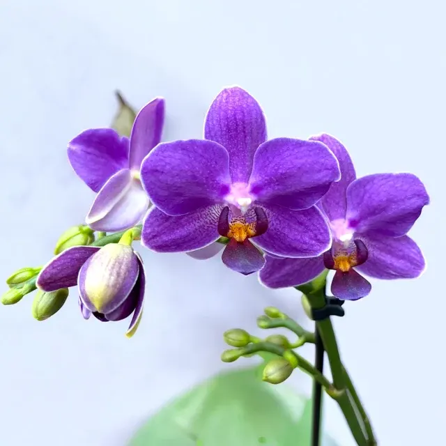 Phalaenopsis Vanilla Blue