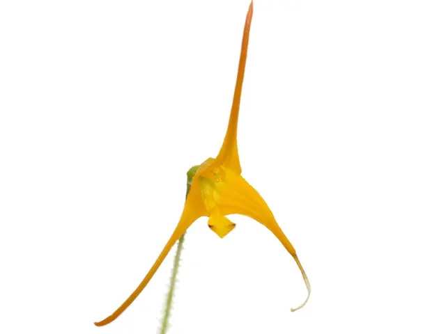 Porroglossum muscosum yellow (Porroglossum)