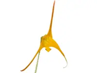 Porroglossum muscosum yellow