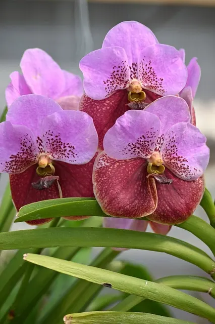 Vanda Taveesuksa 'Sankamphaeng Vivan'